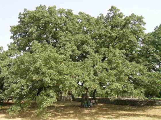 Tree of the Year