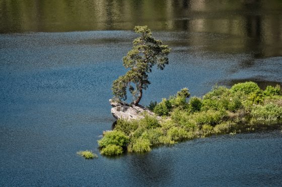 albero