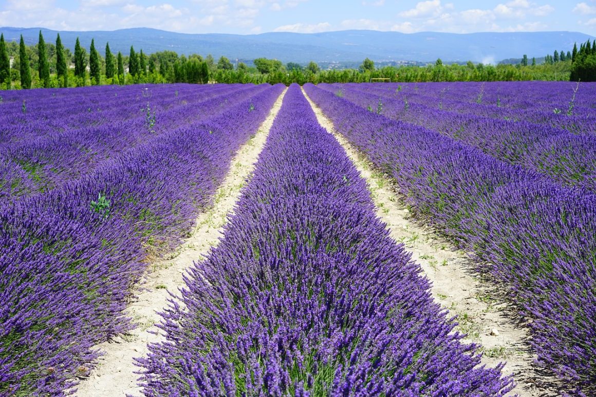 lavanda