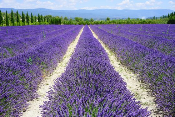 lavanda