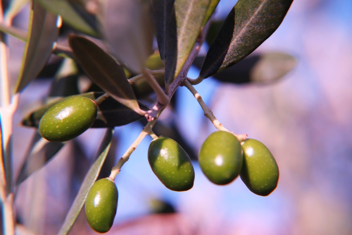 olio extravergine