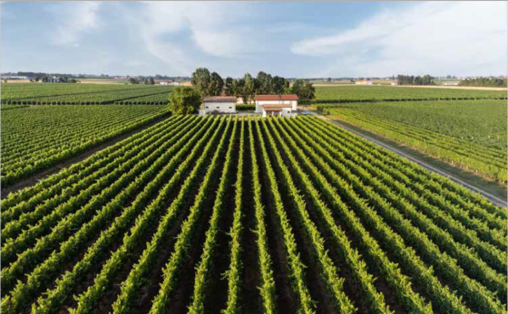 Lambrusco