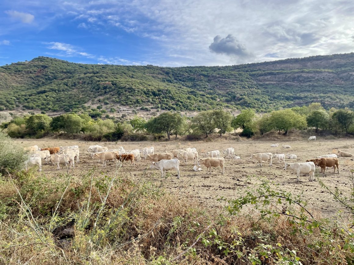 Sardegna